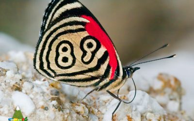 Conoces la Mariposa 89?